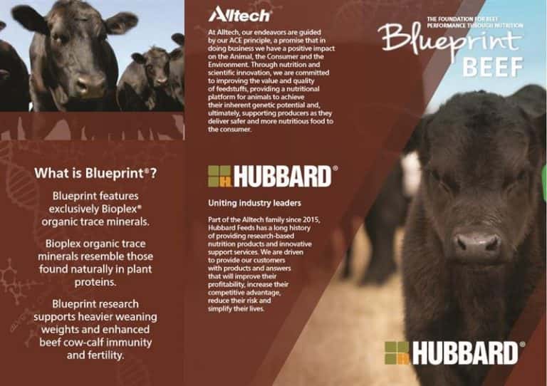 Alltech Hubbard Feeds Introduce New Blueprint Beef Nutrition Program
